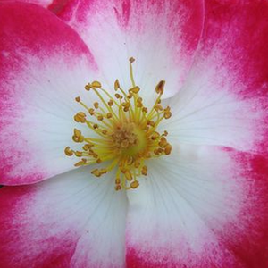 Онлайн магазин за рози - Бяло - Червен - парк – храст роза - дискретен аромат - Pоза Букаву® - Лоуис Ленс - -